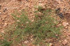 Glossocardia bosvallia